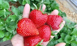 Dâu tây Mộc Châu được mùa, rẻ như chưa từng có, xôn xao khắp chợ mạng