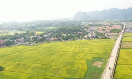 Người không sản xuất nông nghiệp được nhận chuyển nhượng đất lúa?