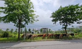 Sau nhiều năm bất động, đất khu đô thị Thanh Hà bất ngờ bị cò 'thổi giá'