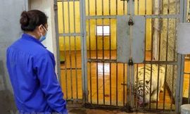 Chuyện ít biết về những 'bảo mẫu' cho hổ ở vườn thú Hà Nội