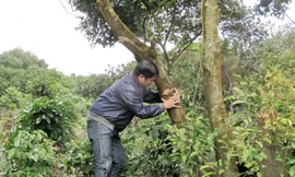 Rừng dẻ sẽ thành sân golf?