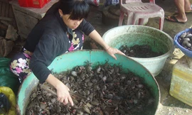 Cạn dần đặc sản ba khía