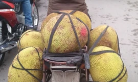 Mít non chín thơm nhờ tiêm thuốc độc?