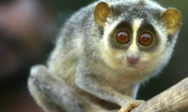 Bị bắt vì giấu khỉ con trong… ống quần