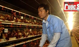 Gà đẻ sòn sòn khi nghe nhạc giao hưởng