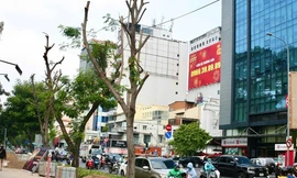 Quận 1 'giải thích' vụ đốn hạ, cắt tán loạt cây xanh