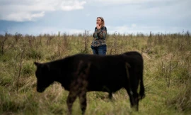 Cú sập ‘trái phiếu bò’ lan khắp Uruguay từ vụ đâm xe Tesla 