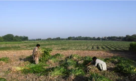 Hai nông dân đang làm việc trên cánh đồng ở Pakistan. (Ảnh: Reuters)
