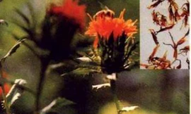 Bài thuốc giúp chị em bớt 'bốc hỏa'