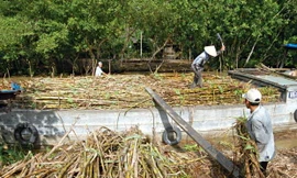 Sản xuất đường trong nước điêu đứng vì đường nhập lậu