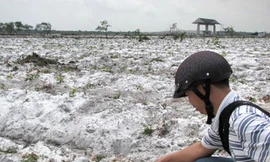 Nông nghiệp hóa các khu công nghiệp