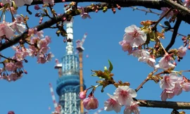 Tháp 'chống trời' ở Tokyo