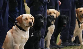 Những chú chó cảnh sát của Anh sẽ có lương hưu