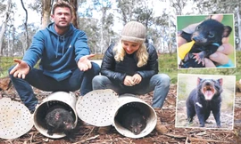 Phóng thích quỷ Tasmania trên Australia đại lục