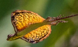 Loài thằn lằn có khả năng bay như rồng