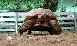 Đàn rùa cạn khổng lồ, tuổi thọ hơn 100 năm ở Hà Nội