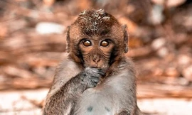 Hòn đảo khỉ hút khách ở Việt Nam