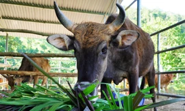 Hai tháng vỗ béo đàn bò tót trơ xương