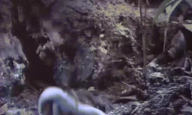 Nhện Tarantula kịch độc khiến rắn 'ba bước' nhận án tử