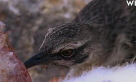 Phát hiện loài chim hút máu ở đảo Galapagos