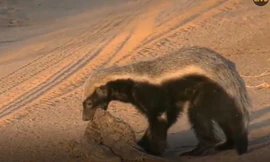 Lửng mật lì lợm giết chết cá sấu để ăn thịt