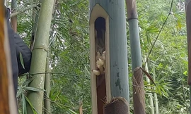 Vào rừng bắt sâu tre kiếm tiền triệu mỗi ngày tại Lào Cai