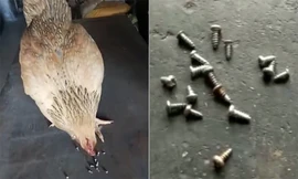 Kỳ lạ gà mái thích ăn đinh ốc sắt