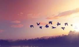 Vì sao loài chim biết chính xác đường đi?