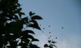 Chim trời về Quảng trường Đại Đoàn Kết ở Gia Lai