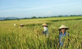 Sản xuất giống lúa lai: Chưa đáp ứng được nhu cầu