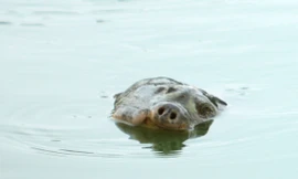 'Cụ' rùa ngoi lên mặt nước khoảng gần 3 giờ đồng hồ.