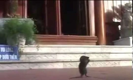 Clip chuột lạy Phật tại Thiền viện Trúc Lâm