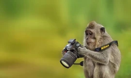  Khỉ đen ăn trộm máy ảnh, học đòi làm nhiếp ảnh gia