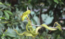 Hàng nghìn con rắn quấn dày đặc trên cây ở miền Tây