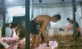 Thợ mổ đóng dấu thú y