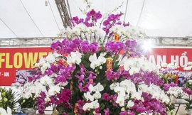 Ngắm chậu lan hồ điệp Đà Lạt 'khủng' giá 70 triệu đồng