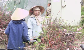 Đào Nhật Tân giá rẻ hút khách chơi rằm tháng Chạp