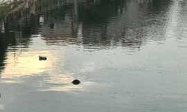 Hiện trường vụ việc.