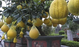 Độc đáo cây bưởi 'lai' phật thủ chơi Tết ở Hà Nội