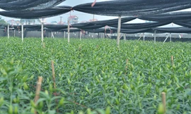 Ghi nhận của PV, ngày 9/2 (tức 24 tháng Chạp) nhiều vườn hoa ly ở Tây Tựu có nụ rất bé có khả năng nở muộn dịp Tết.