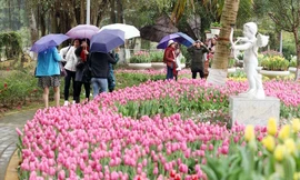 'Cánh đồng' hoa tulip Hà Lan lần đầu xuất hiện ven Hà Nội