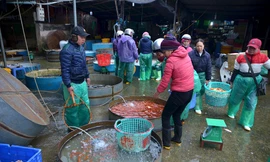 Sáng sớm 6/2 (21 tháng Chạp) tại lối vào chợ nhiều người bắt gặp nhiều bể cá vàng.