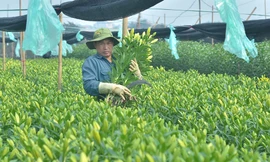 Làng hoa Tây Tựu hối hả 'bung hàng' Tết