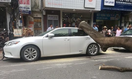 Cây đổ đè bẹp xe Lexus trên phố Hà Nội