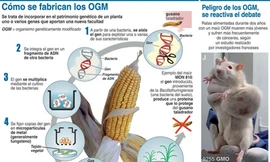 Ngô biến đổi gene có thể gây ung thư
