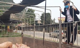 Bộ Công Thương họp khẩn về dịch tả lợn châu Phi
