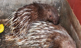 Giá nhím giảm mạnh