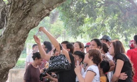 Xôn xao đôi bướm lạ có hình mặt Phật