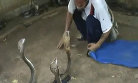 Tay không vào chuồng rắn hổ mang như chuồng gà