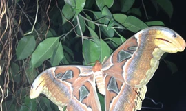 Loài bướm khổng lồ xuất hiện tại VN